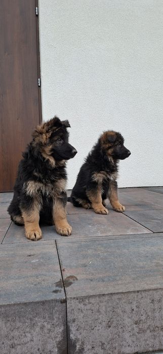 Owczarek Niemiecki Długowłosy Szczeniak