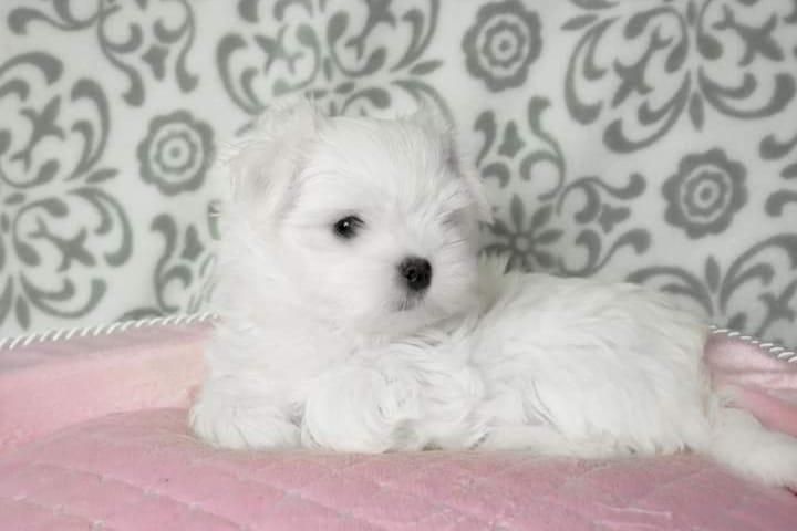 Bichon maltês disponível