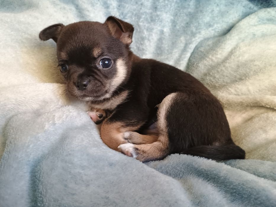 Chihuahua krótkowłosa suczka tricolor ZKwP FCI