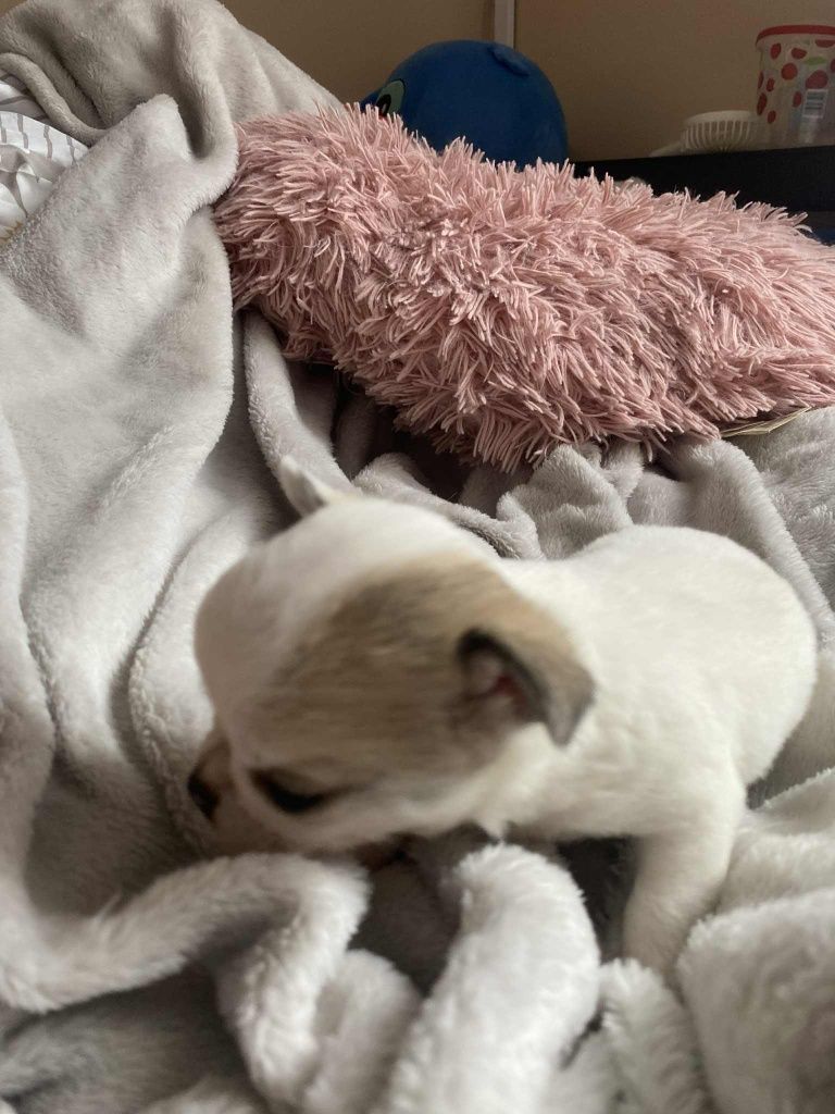 Chihuahua szczeniaczek