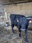 Vitelo cruzado angus