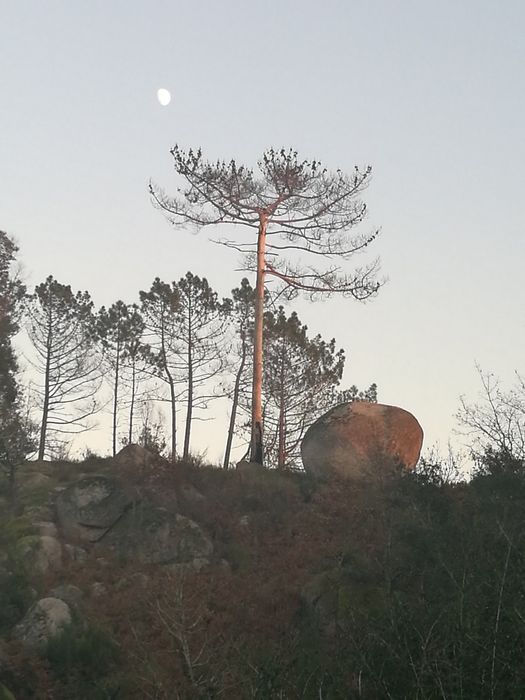 Terreno florestal