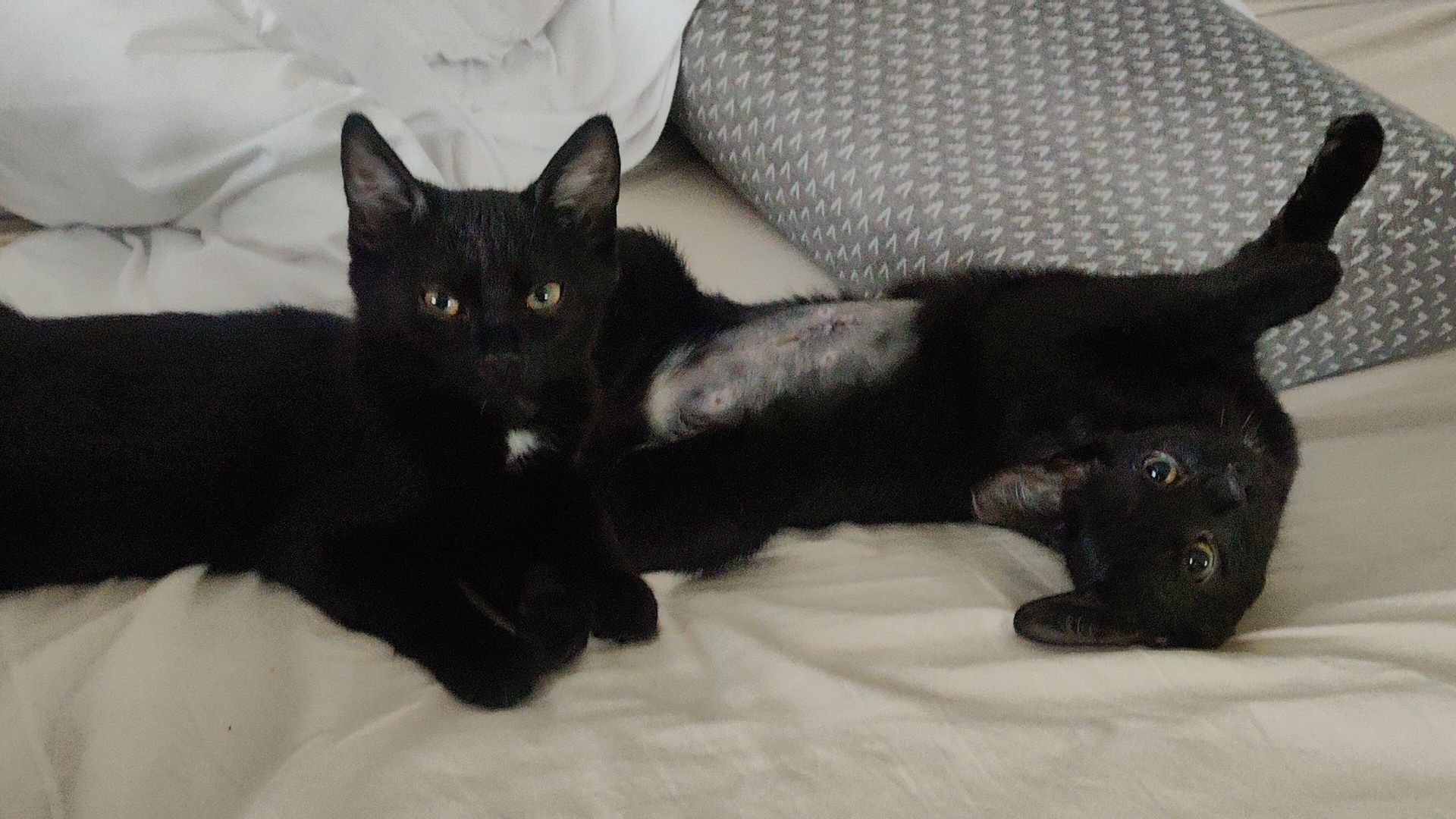 Brusia do adopcji