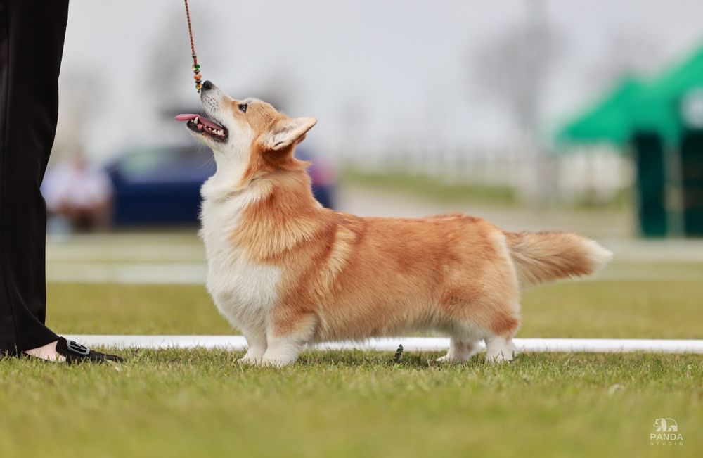 Welsh corgi pembroke FCI