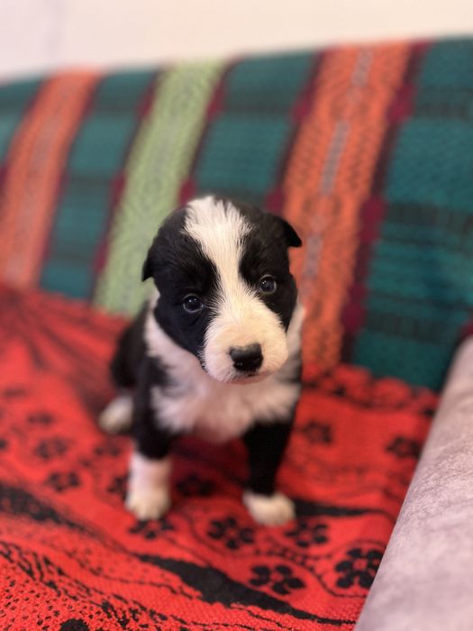 Rodowodowa Suczka Border Collie Szczeniak