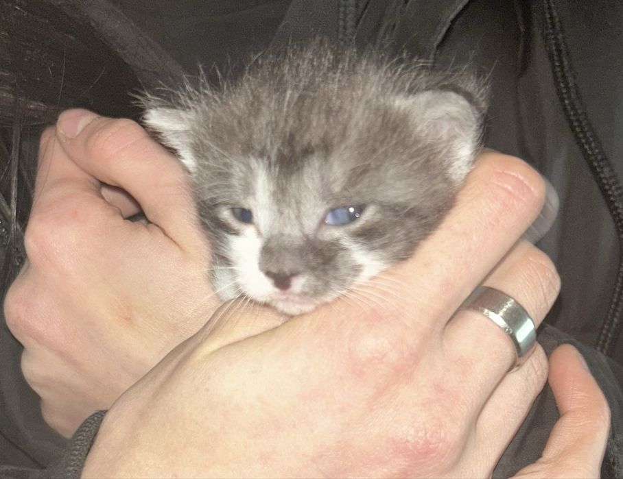 Oddam kotki w dobre ręce