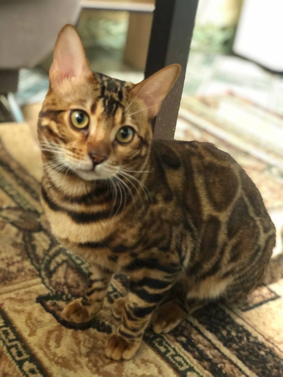 Бенгальский кот 1,5 года