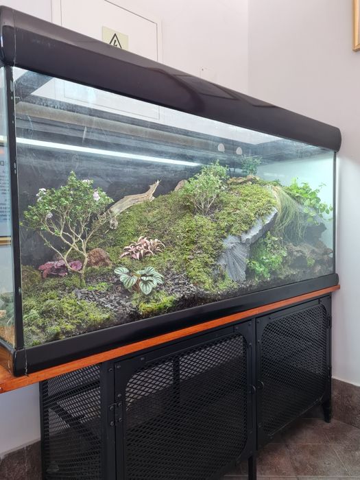 Terrario paisagem bonsai