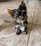 Sprzedam śliczną suczkę rasy Yorkshire Terrier