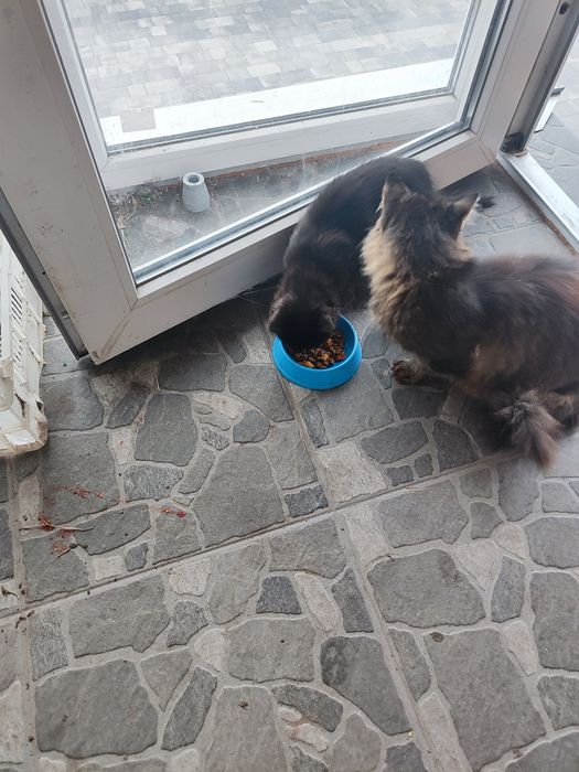 Отдам котят в хорошие руки.