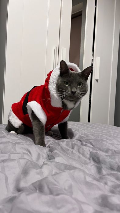 Помогу вам найти котика бесплатно