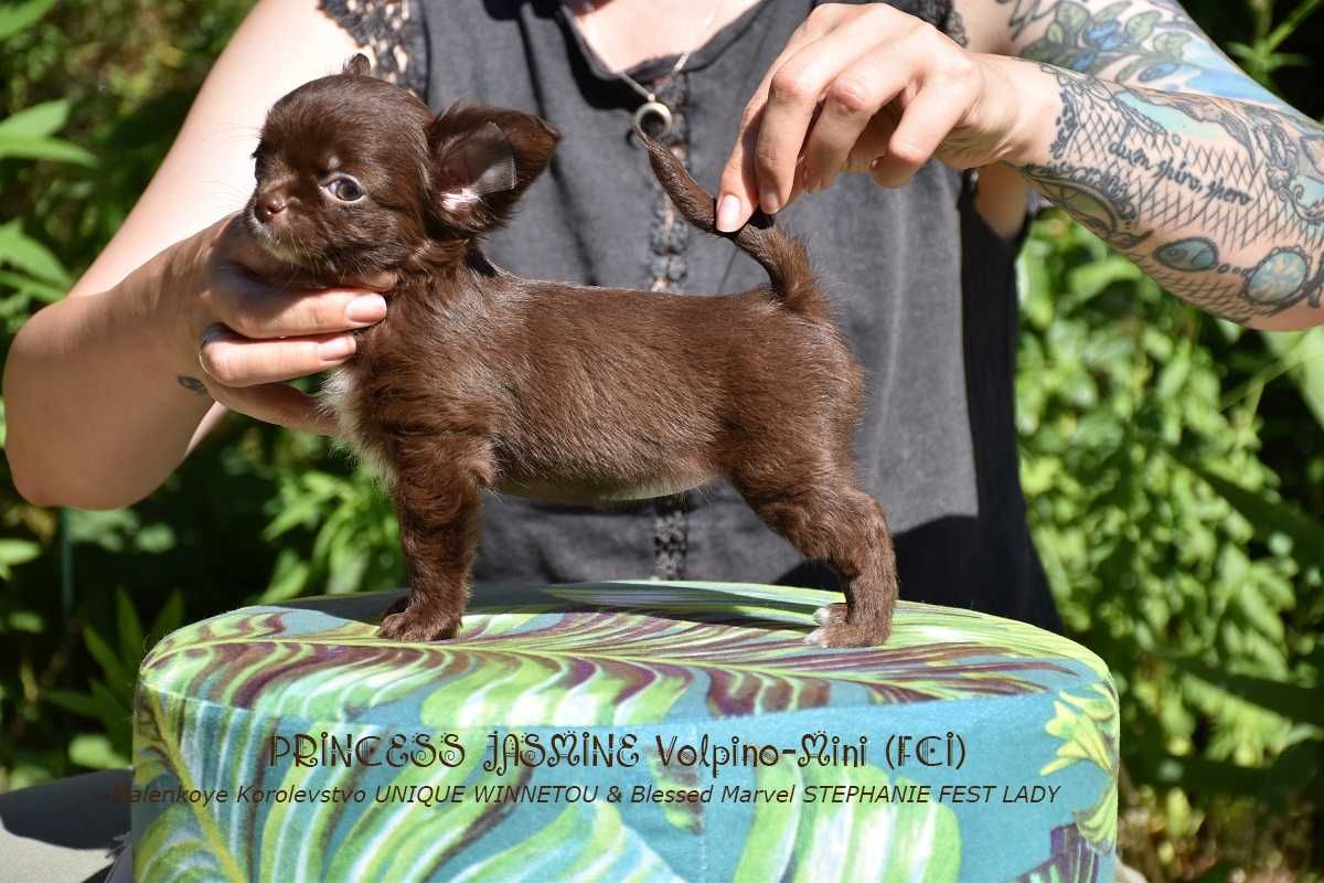 Chihuahua suczka długowłosa czekoladowa z białym