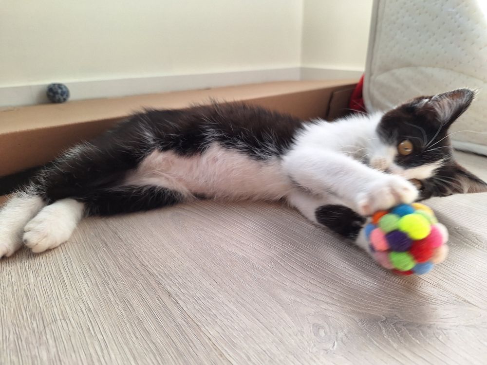 Thor gato 2,5meses para adopcao
