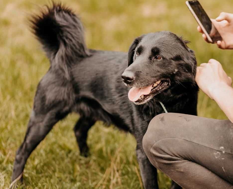 Żywiołowy, czuły, młody psiak poleca się do adopcji!!