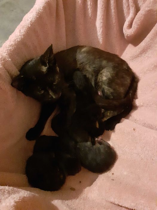 Kocica i 6 kociąt