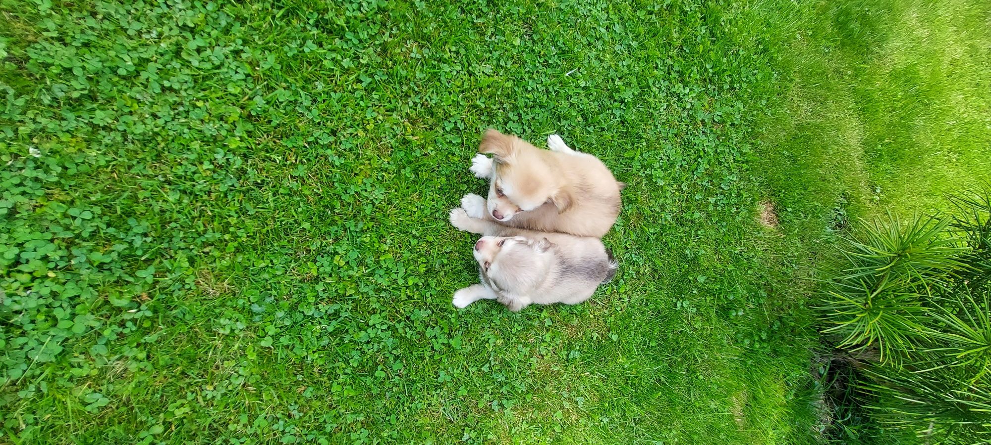 Chihuahua długowłosa warto zobaczyć!