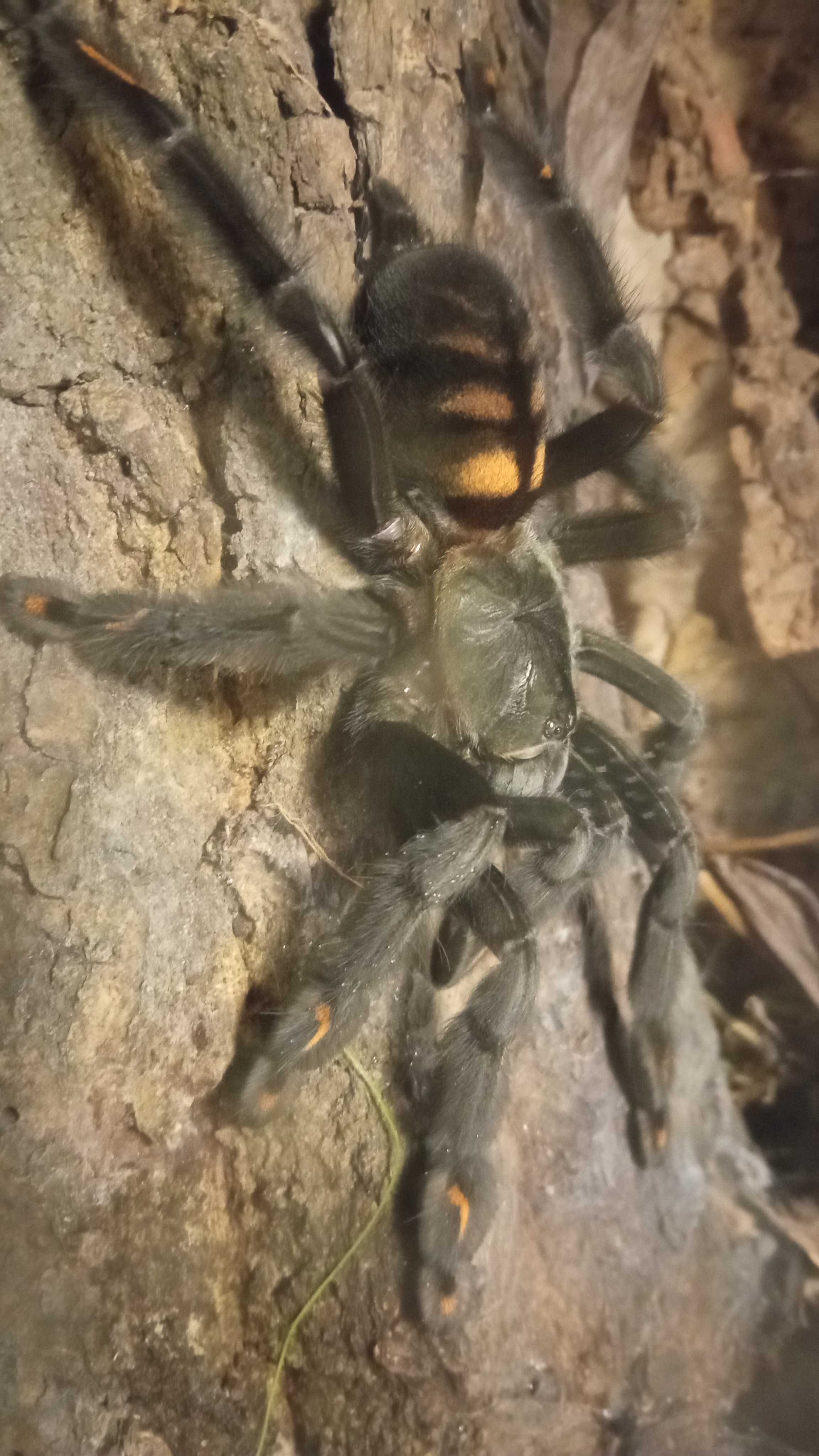 Psalmopeus Irminia (Dorosła Samica) + Terrarium