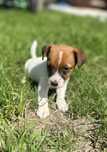 Piesek Jack Russel Terrier 8 tygodniowy z Rodowodem