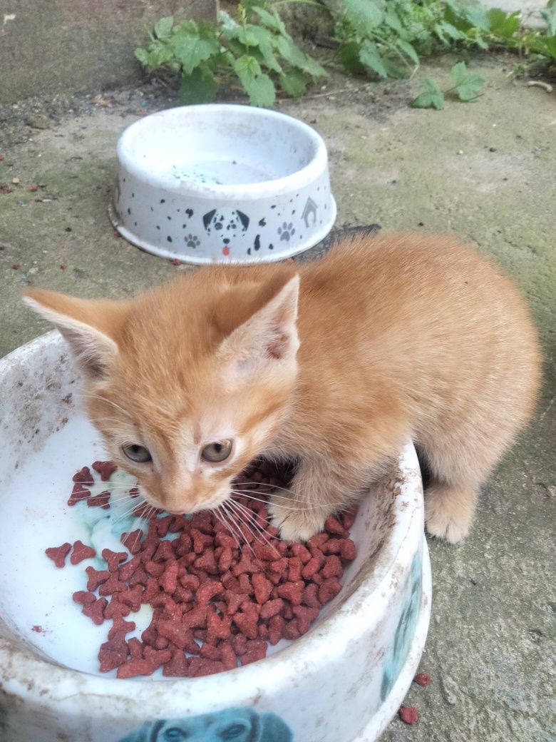 Отдам котят в хорошие руки, возможна доставка  Харьков и пригород