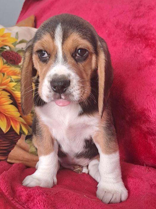 Beagle śliczny piesek.