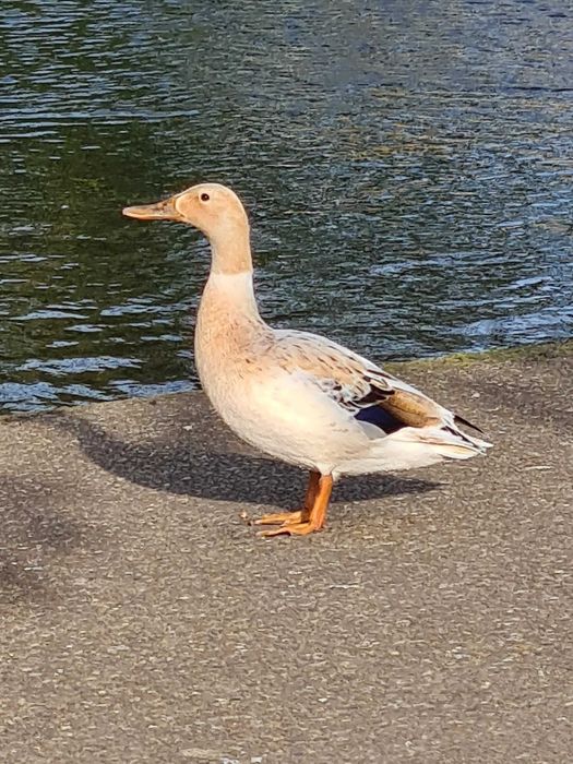 Patos pequim machos e patos leucisticos