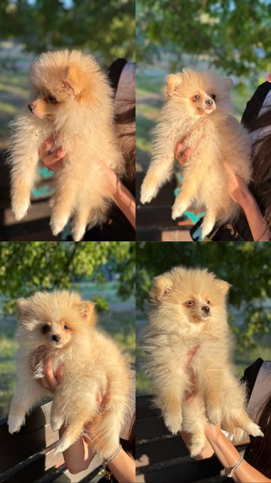 Щенки мини померанского щпица