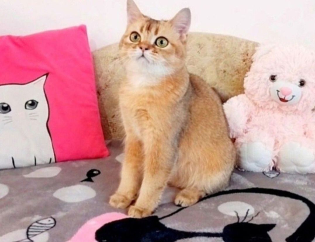Золотий котик красунчик шотландик