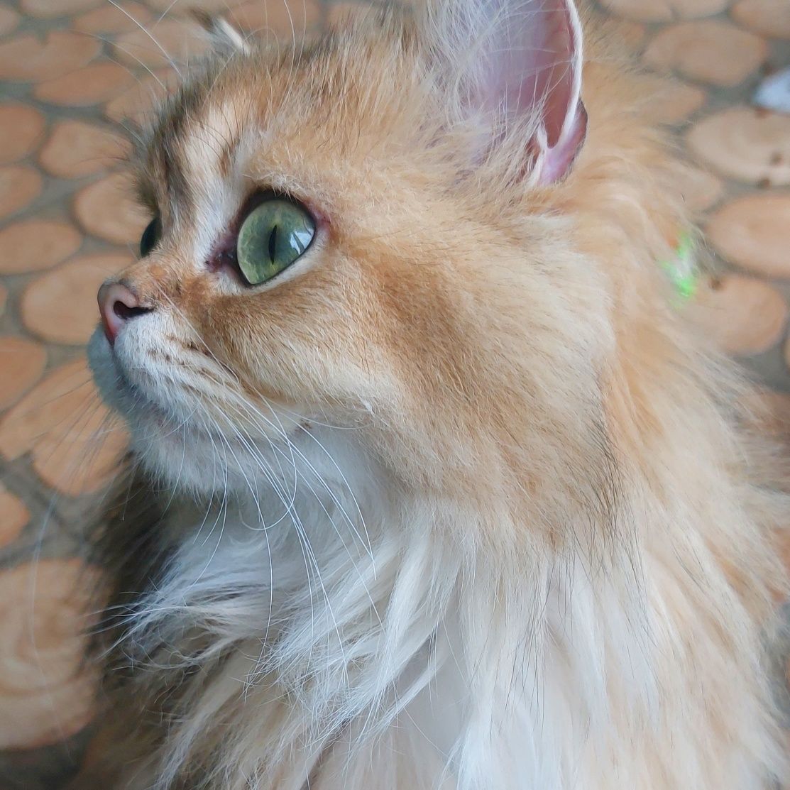 Шотланські кошенята