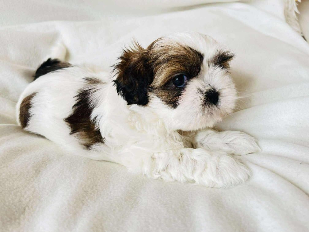 Śliczna sunia Shih Tzu
