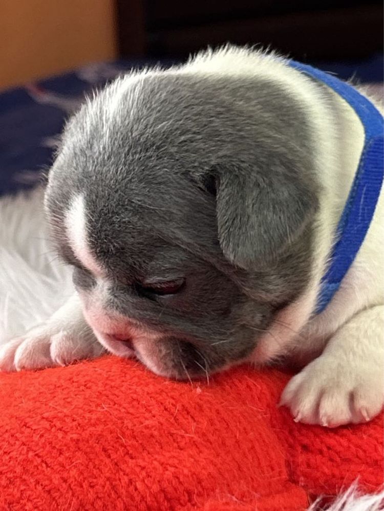 Buldog francuski piesek