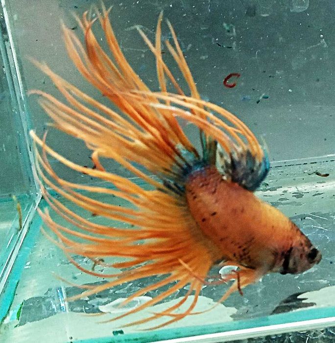 Bojownik strzępiasty samiec