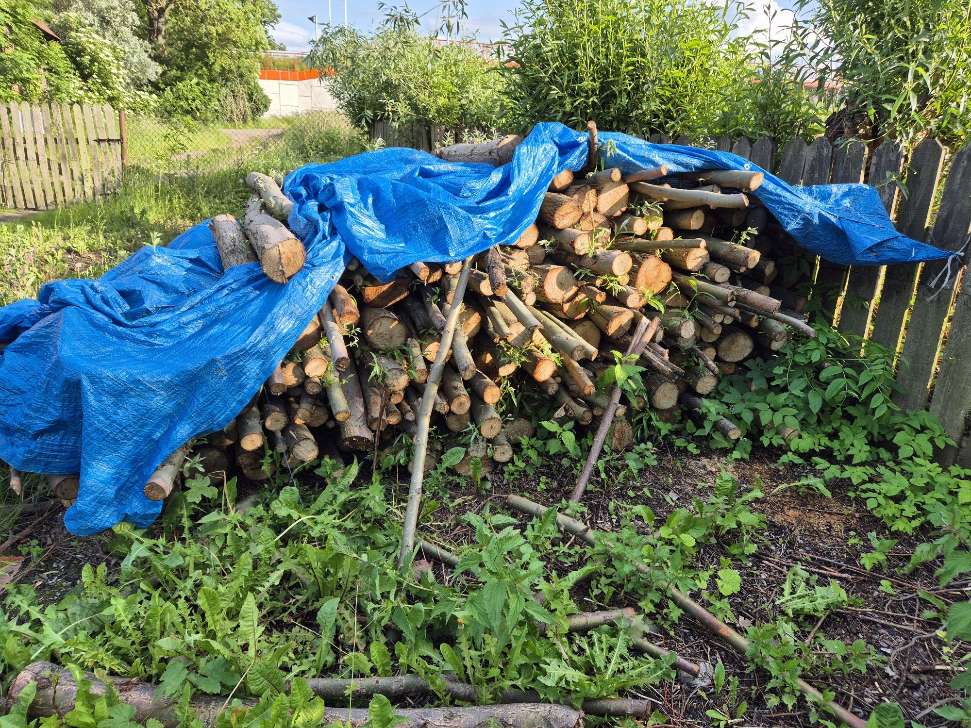 Sprzedam drzewo widoczne na zajęciach