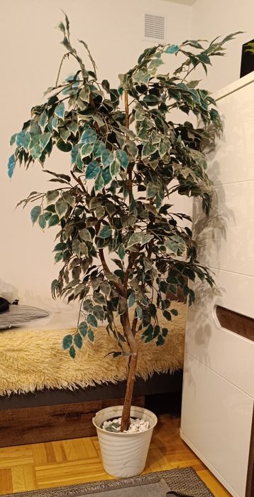 Sztuczny kwiat Fikus duży z donicą,  wysokość ok. 174 cm, stan bdb