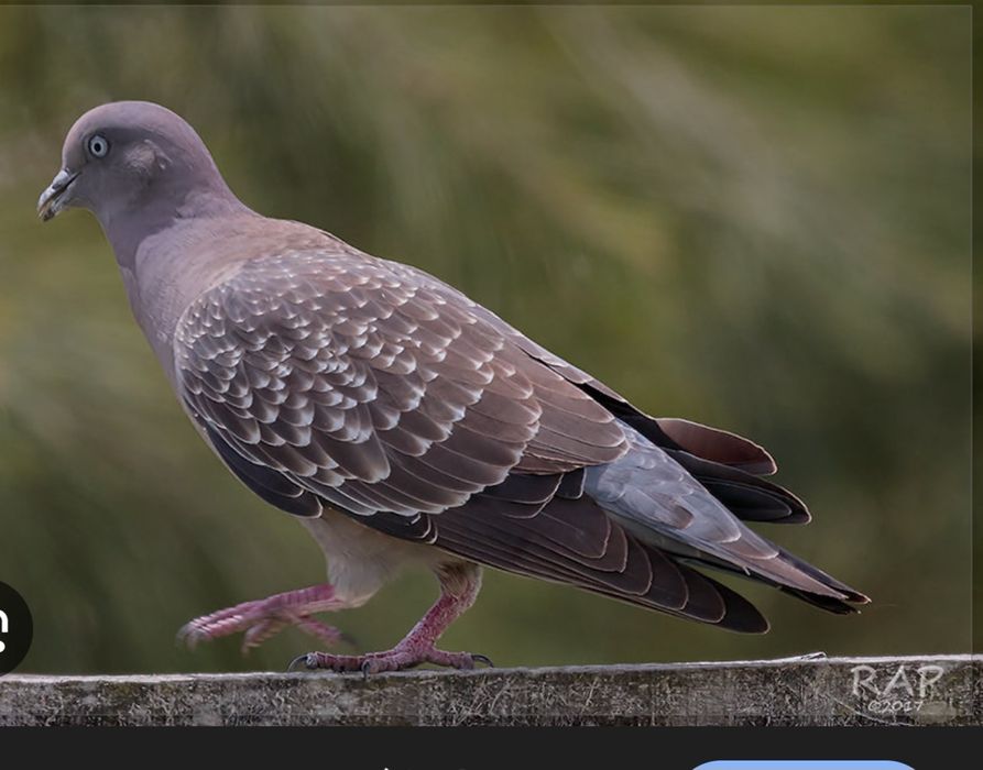 Patagioenas Maculosa