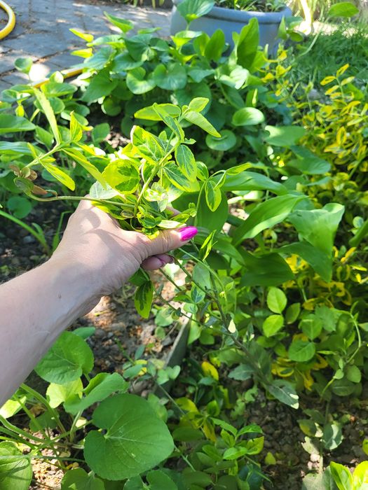 Бересклет многолітній саженці