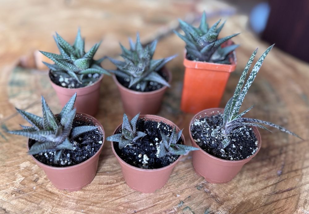 Весёлые суккуленты бесплатно!