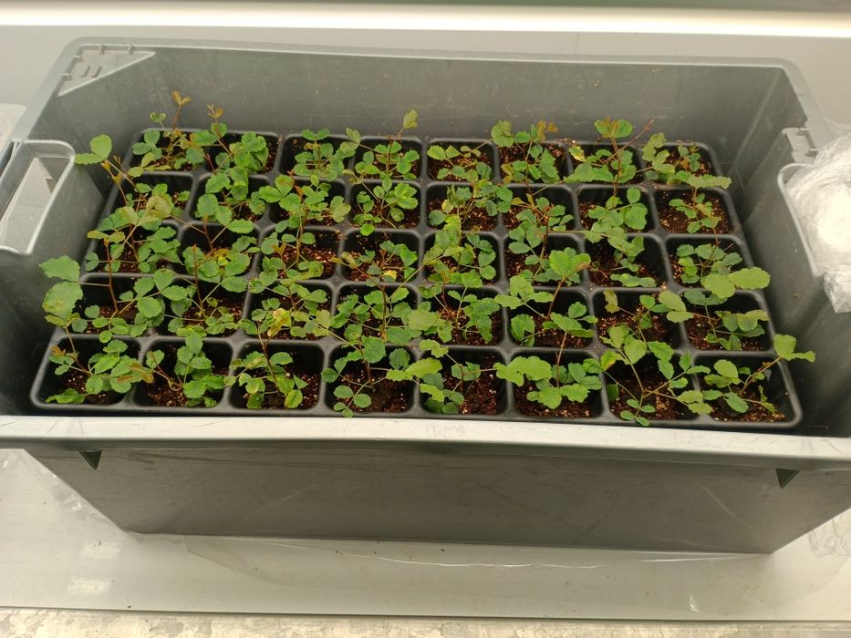 Porta enxerto clonal macho para alfarroba.