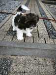 Shih tzu szczeniaczek