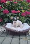 Urocza sunia Chihuahua krótkowłosa