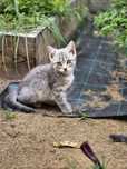 Котенята шукають сімʼю