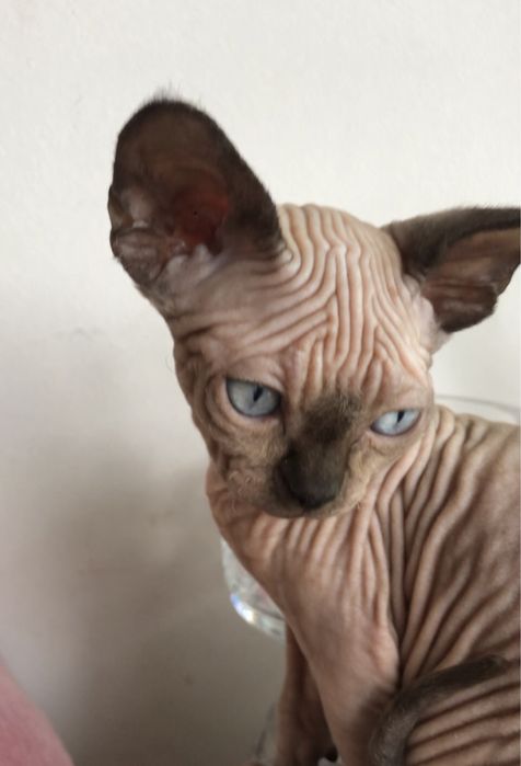 Канадский сфинкс  кошечки
