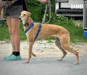 Chart polski mix 2 letnia Bambi, adopcja za darmo oddam