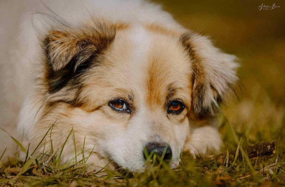 Misio szuka dobrego domku