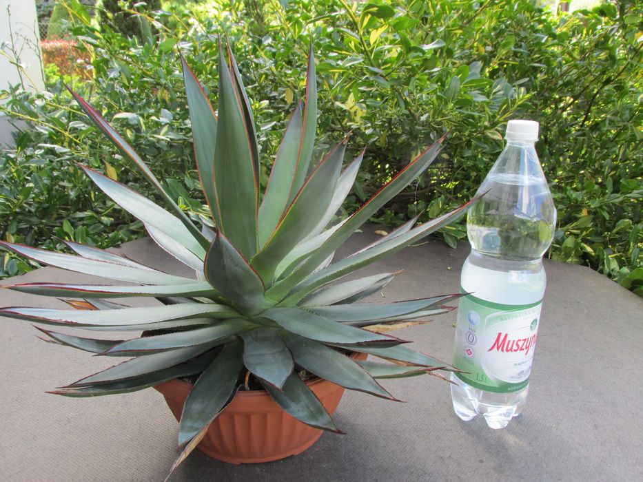 Prześliczna dorosła agawa z czerwonymi brzegami - agave Blue Glow