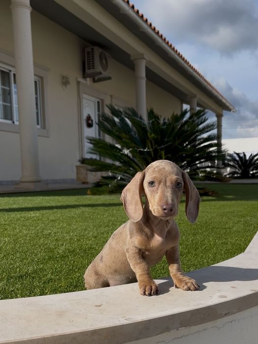 Arlequim isabella teckel fêmea