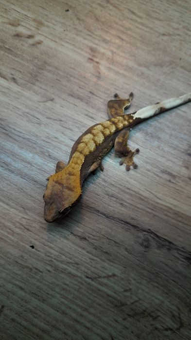 Gekon orzęsiony red harlequin samiec