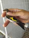 Parvas para cedencia