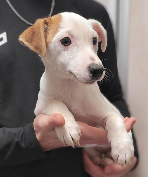 Jack Russell Terrier Śliczny Szczeniak Gotowy na zmianę domu