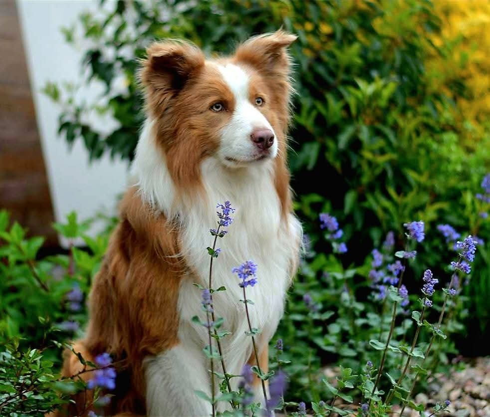 Border Collie piękna suczka lilac merle ZKwP FCI