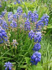 Szafirek fioletowy Muscari 20szt